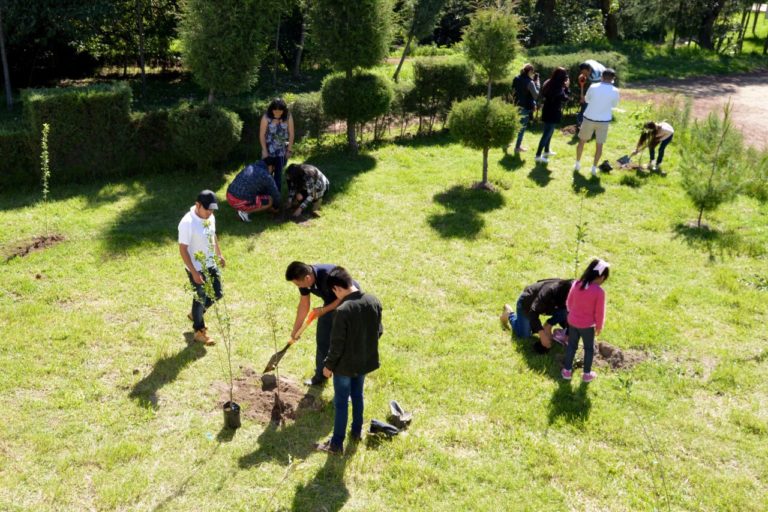 reforestacion