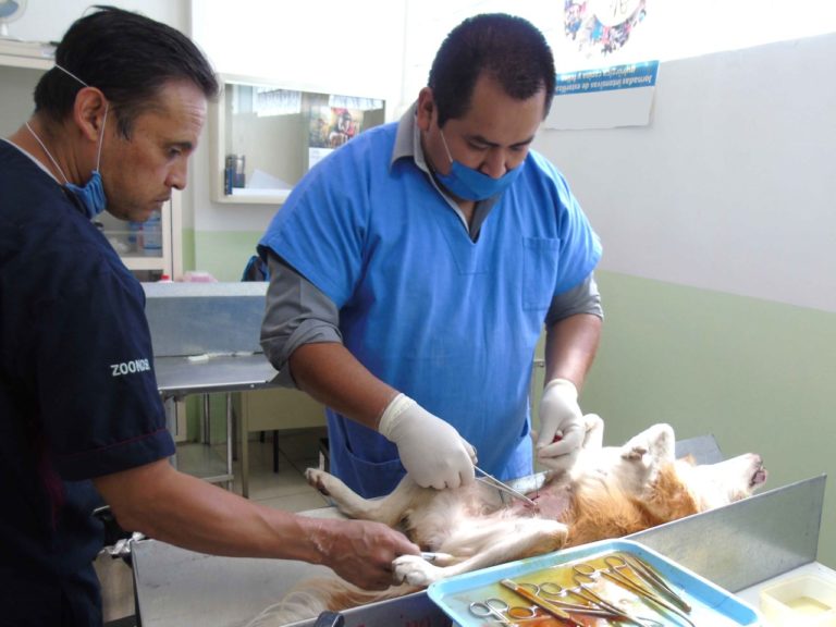 esterilizacion